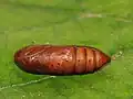 pupa