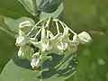 Calotropis gigantea