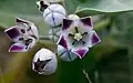 Calotropis procera