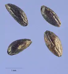 seeds