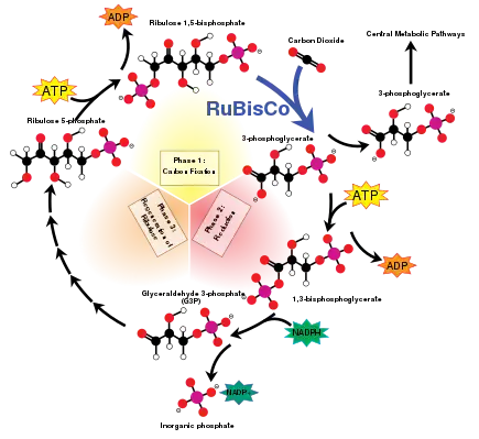 The Calvin cycle (Interactive diagram) The Calvin cycle incorporates carbon dioxide into sugar molecules.