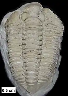 Trilobites were still diverse and common in the Silurian. Fossils of Calymene celebra are extremely abundant in parts of central US.