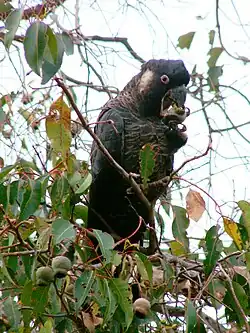 and male at Margaret River, Western Australia