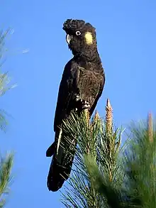 A brown parrot with a crest and white cheeks