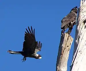 Pair of short-billed black cockatoos; one perched in a tree, the other flying towards it