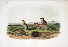 Audubon print of four gophers beside a burrow, near a river bank