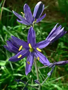 Flowers in Corvallis, Oregon