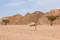 Camel near Nuweiba