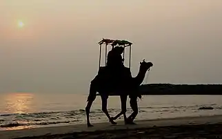 Camel on the beach