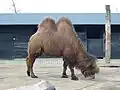 :A Bactrian camel