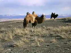 Camels in the Chuya Steppe, Kosh-Agachsky District