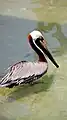 Pelican at Cameron Park Zoo in Waco, Texas.