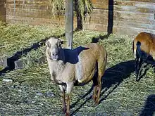 Cameroon sheep