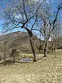 Mount Camiolo di Cima, waterhole, locally called lavàc