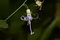 Detailed closeup of individual flowering in Redwood National and State Parks