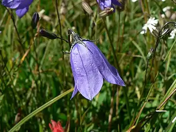 Petal lobes curve outwards