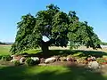 Camperdown Elm, Seacliff Drive, Leamington, Ontario, Canada