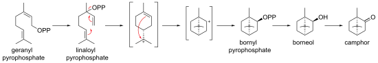 Biosynthesis of camphor from geranyl pyrophosphate