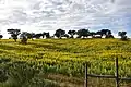 Lupinus luteus in Portugal