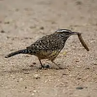 A wren holding an insect in its beak while on the ground