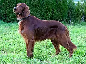 Red Irish Setter without Piebald spotting