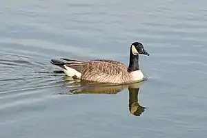 Image 53A Canada goose (Branta canadensis) swimming in Palatine. Photo credit: Joe Ravi (from Portal:Illinois/Selected picture)