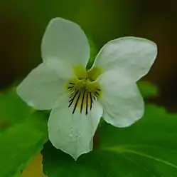 Viola canadensis, Canada violet, Kangaroo Lake vicinity