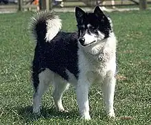 Canadian Inuit Dog