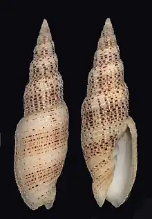 Cancilla gloriola