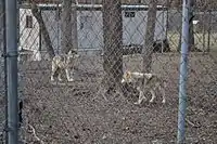 Mexican wolves at the Endangered Wolf Center