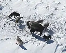 Image 22Bison surrounded by grey wolf pack. (from Domestication of the dog)