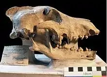 Image 7Cave wolf skull, Natural History Museum, Berlin (from Domestication of the dog)