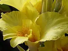 Canna 'Austria', Sprenger 1893