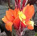 Canna 'Flameche'