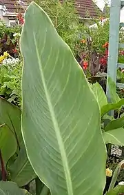 Canna 'Omega'