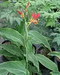 Canna indica buds and leaves