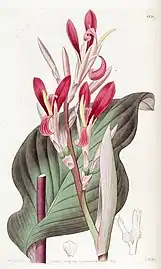 Illustration by M. Hart