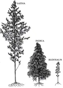 Comparison of Cannabis species