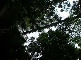 Forest canopy in Falealupo.