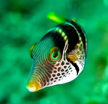 Image 24Valentinni's sharpnose pufferPhoto by Jenny HuangValentinni's sharpnose puffer, Canthigaster valentini, is a pufferfish of the genus Canthigaster, and can be found in reefs throughout the Pacific Ocean and Indian Ocean. It reaches a maximum length of 11 cm. It is also referred to as a black saddled toby.More selected pictures