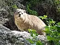 Dassie at Boulders Beach