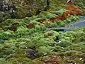 Wet terrain with moss at Cape York