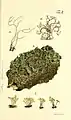 Plate from Caroli Godofredi Hagen Tentamen historiae lichenum et praesertim prussicorum Lichens