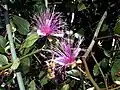 Capparis zeylanica shrub kambalakonda, Visakhapatnam