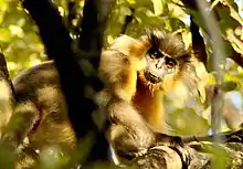 A capped langur in Manas National Park