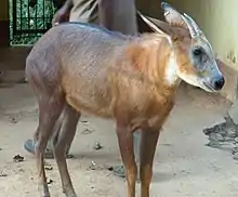 Brown bovid