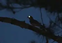 European nightjar