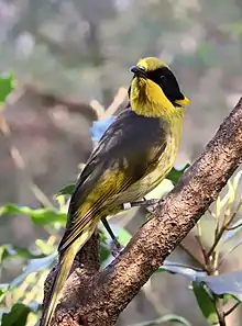 Helmeted honeyeater (captive bred)