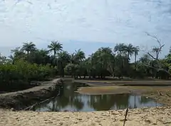 A pond in the foreground with a steep embankment blocking its spreading to the left and with trees in the background