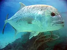 Image 77Giant trevally are great gamefish found in Indo-Pacific tropical waters. They are powerful apex predators in most of their habitats, hunting both individually and in schools. (from Coastal fish)